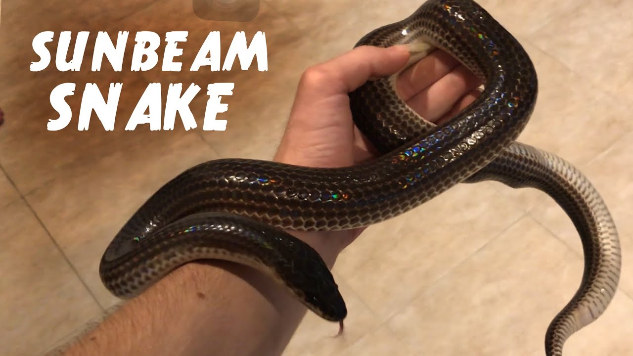 Relocating a Sunbeam Snake during a flood