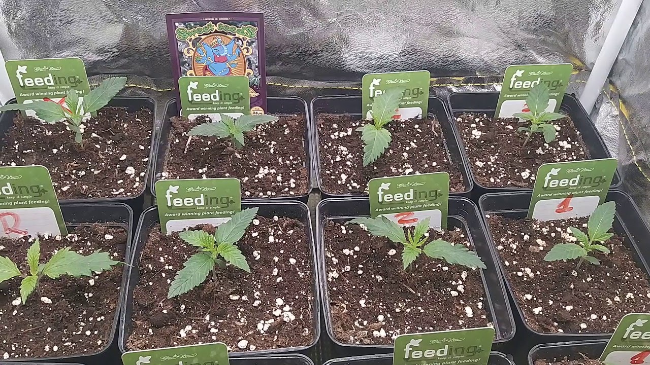Micro cultivo #12 ( Spider farmer seguimiento)