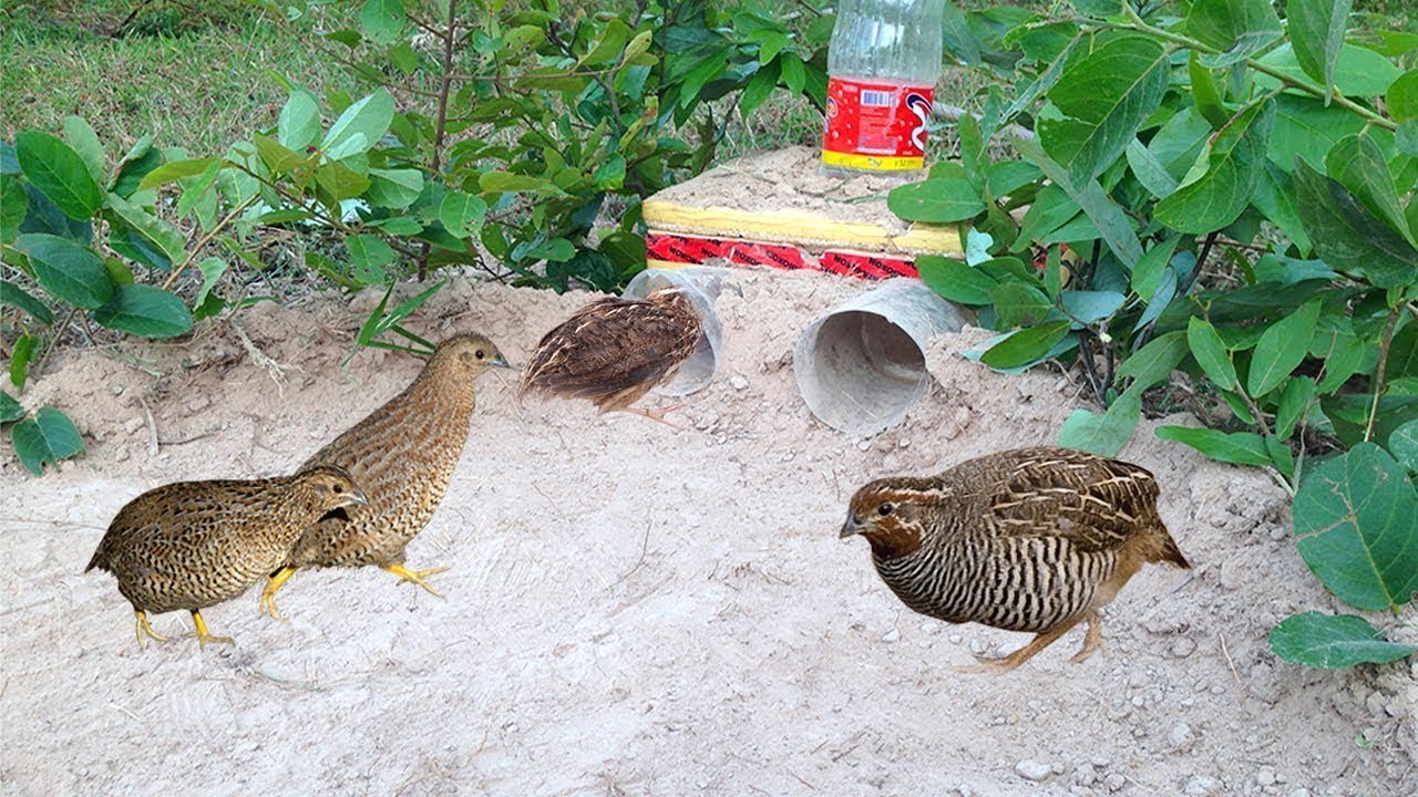 Easy Deep Hole Quail & Bird Trap Using PVC And Plastic Bottle - The Best Quail Trap With Water Pipe