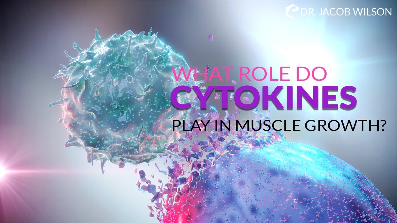 What Role Do Cytokines Play in Muscle Growth?