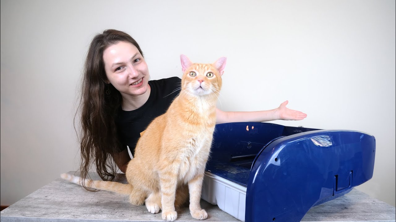 Litter Maid Self-Cleaning Litter Box Review (We Tested It)