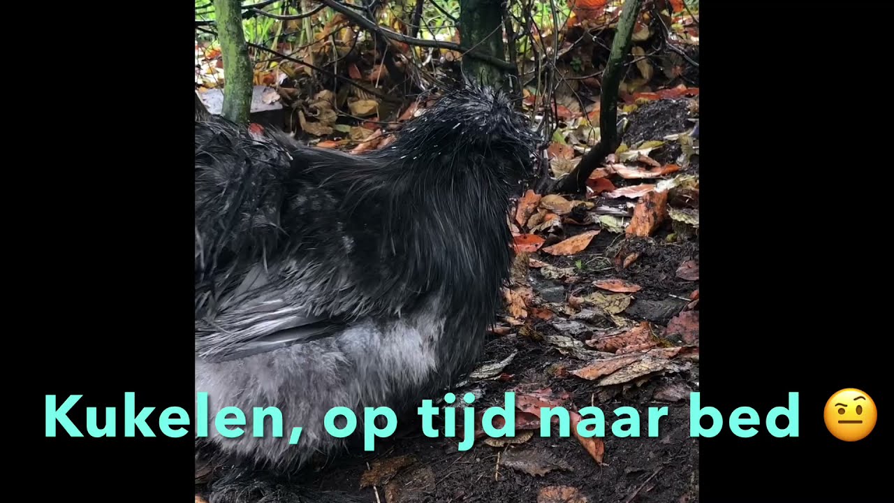 Kippen zijn nachtblind! En Vince vindt steeds z’n weg niet. Dus moeten we met een oplossing komen…