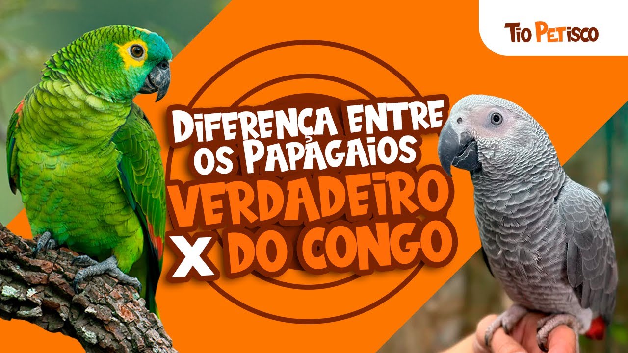 Diferença entre Papagaio Verdadeiro e Congo:🐦 Inteligência, Preço e Manejo 🧠