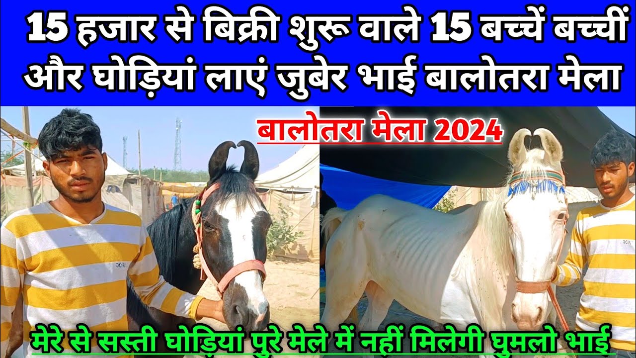 15 हजार से बिक्री शुरू वाले 20 घोड़े घोड़ी लाएं जुबेर भाई बालोतरा। Balotra Mela 2024।