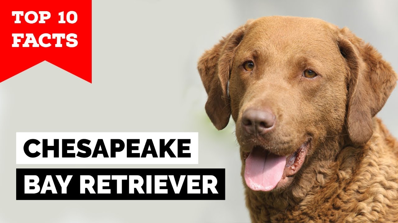 Chesapeake Bay Retriever - Top 10 Facts