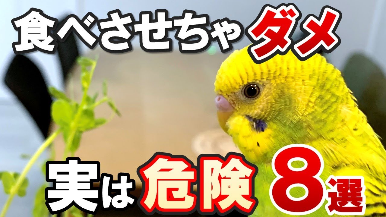 【特集】絶対セキセイインコに食べさせてはいけないヤバい物