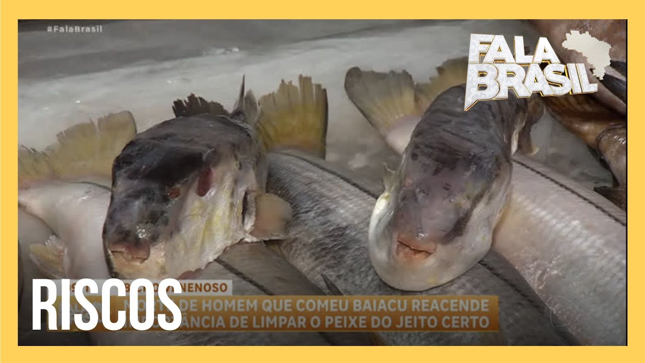 Saiba os riscos de comer baiacu e a importância de limpar o peixe corretamente