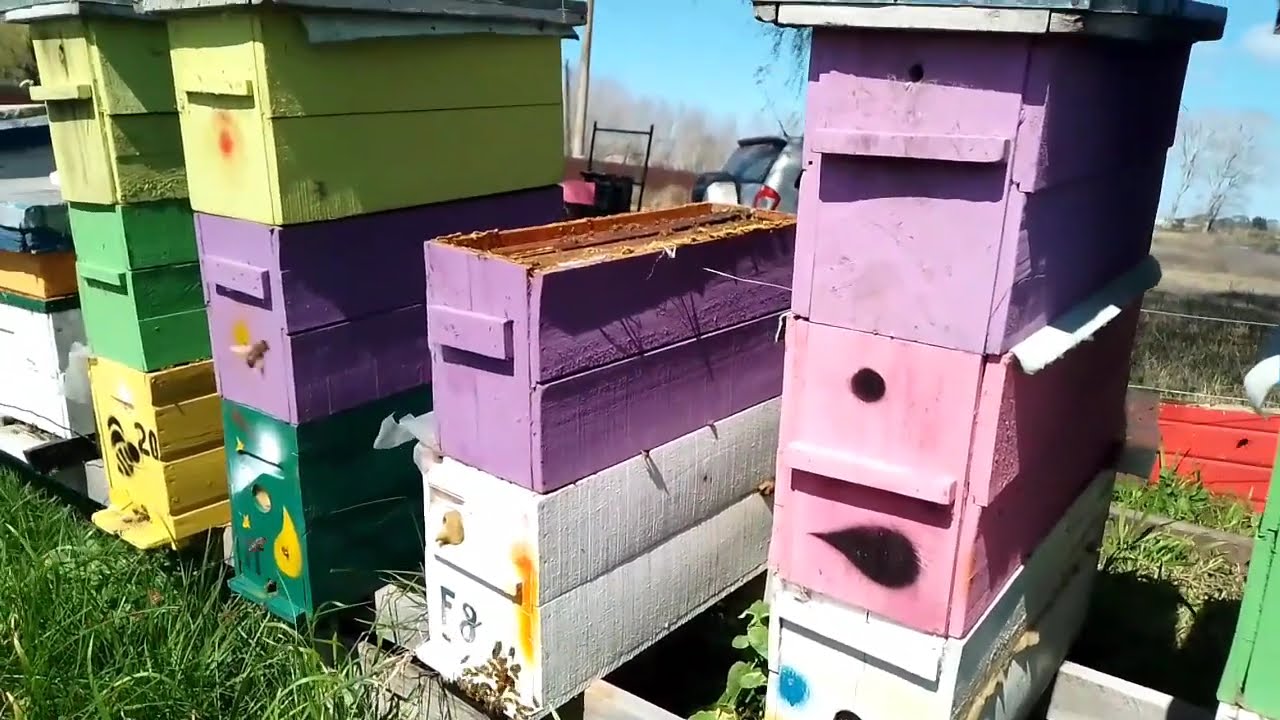 Las Colmenas con Sistema Palmer en Argentina salen exitosamente del invierno. Invernaron muy bien