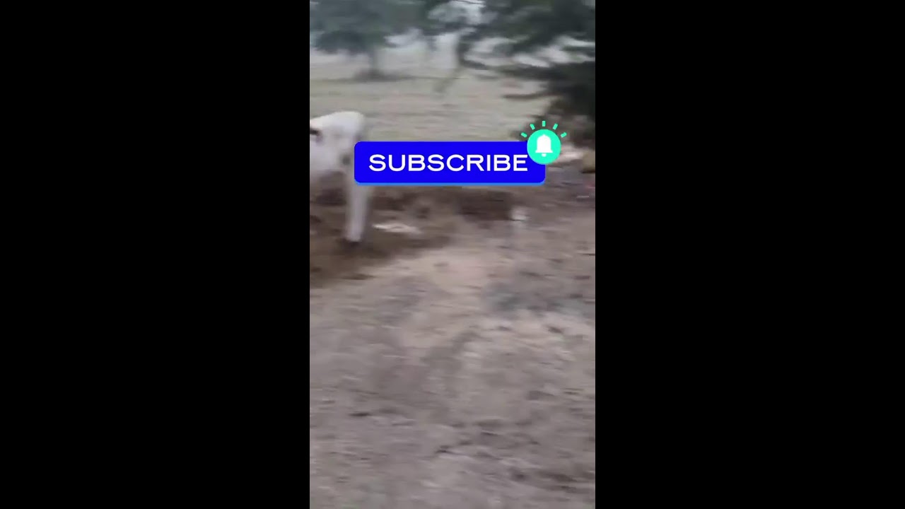 FUNNY COW DANCE 10 │ Cow Song & Cow Videos (Official Moo Video 4K)