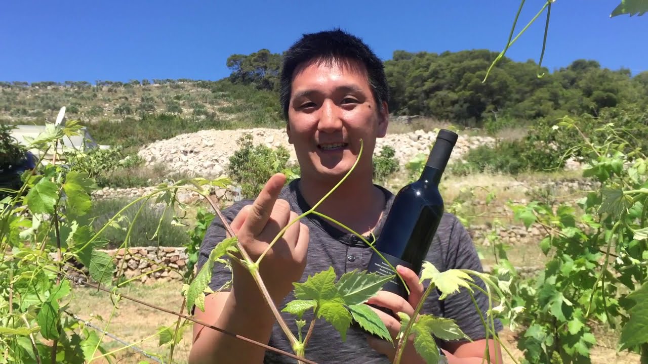 Croatian Wine: Plavac Mali from Vis