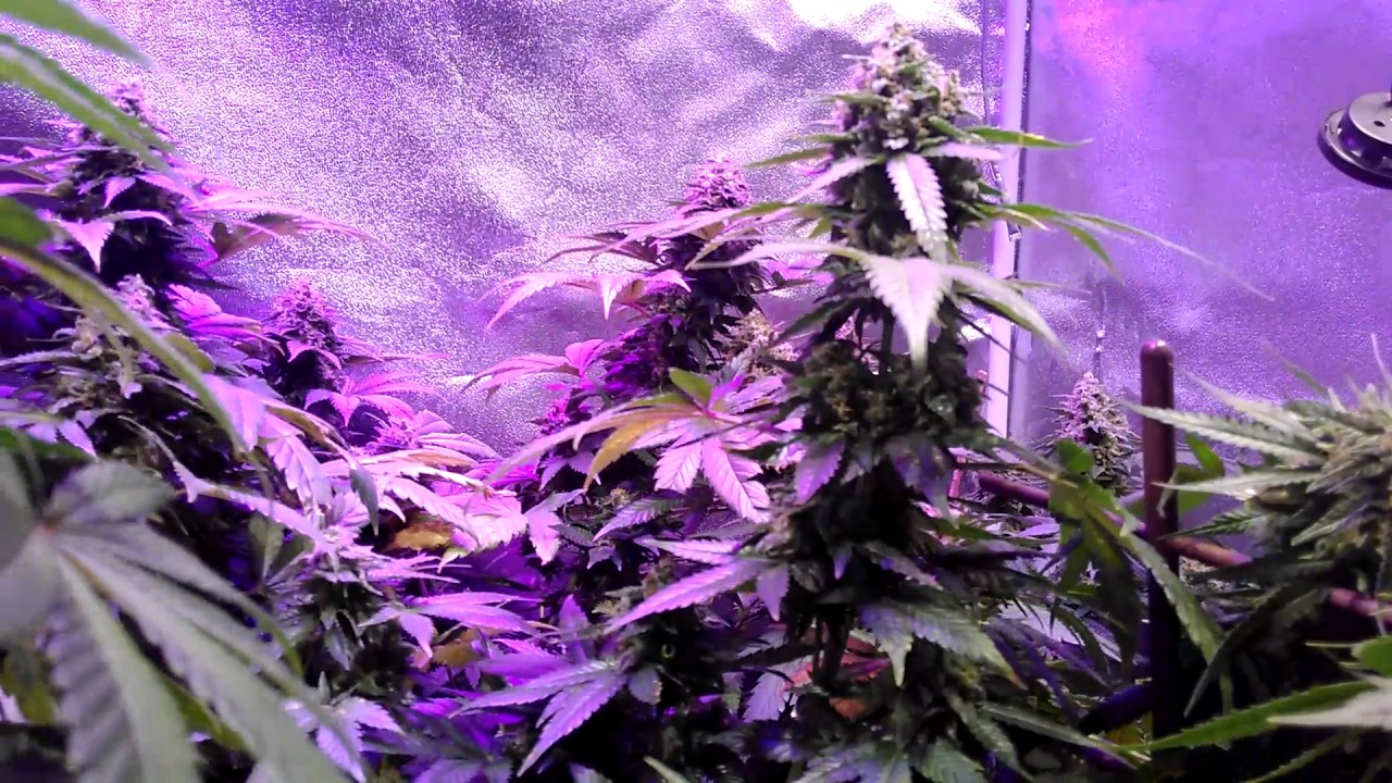 White widow and Kritikal bilbo 6w flower