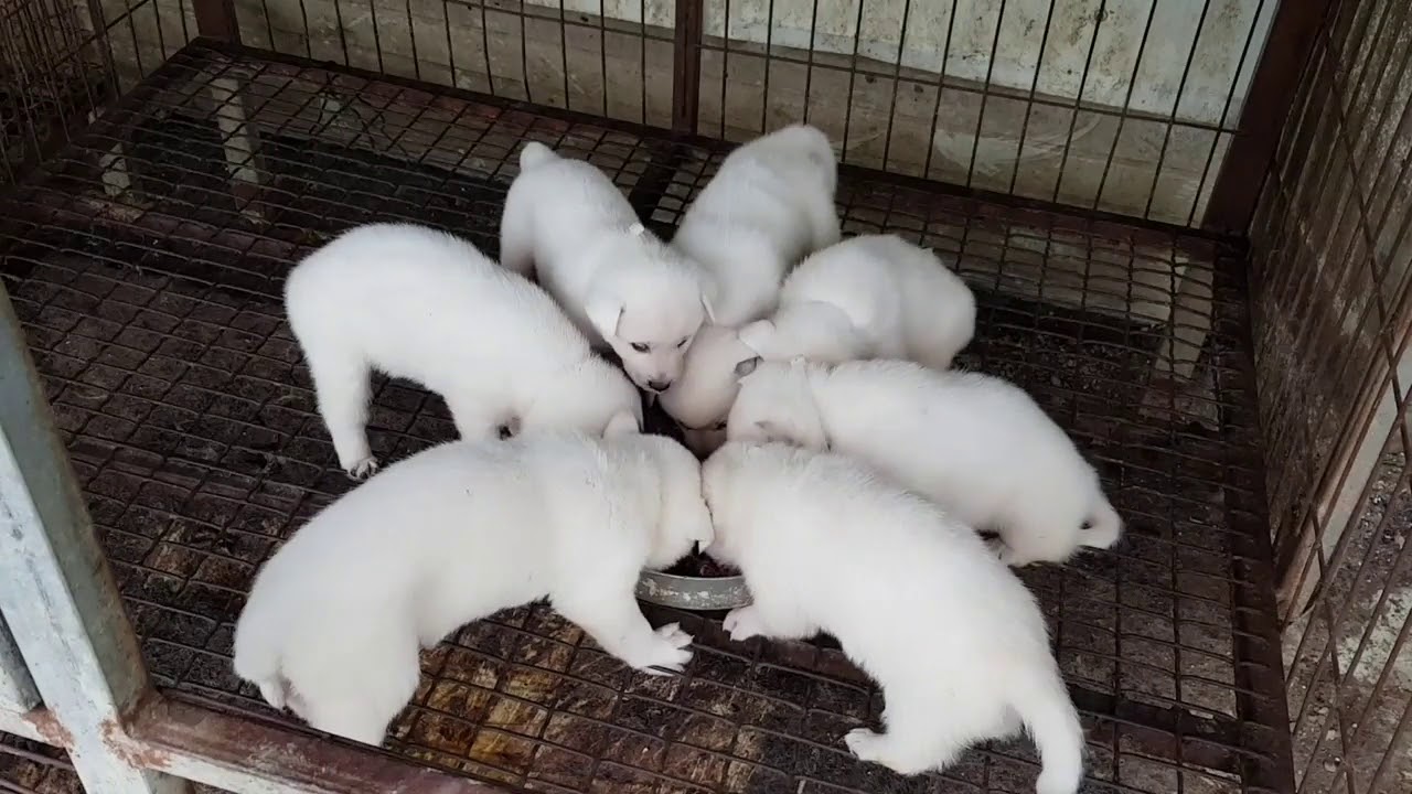 진도견나라 강아지분양 전문업체입니다 010-3609-9299