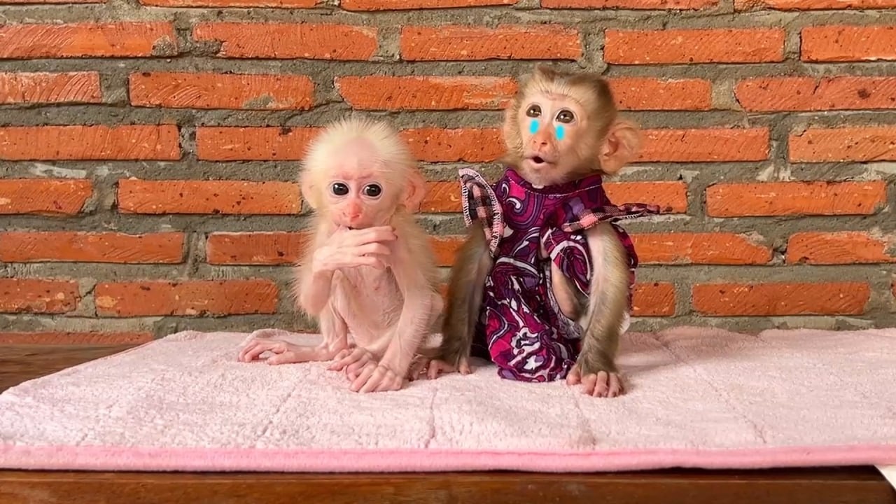 Drama-Tic Baby Yury C_R_Y WIth Minea Asking For Food & Treats