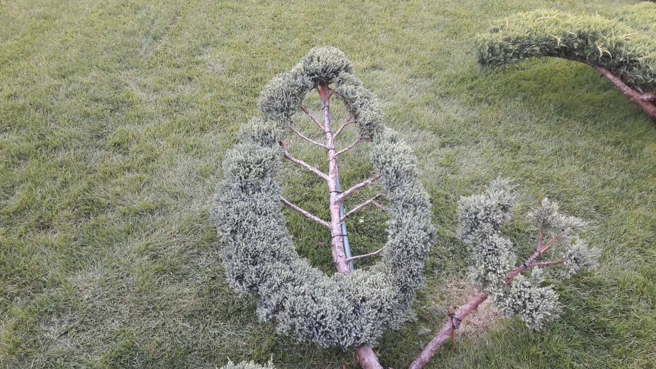 #topiary #tree #обрезкадеревъев #стрижкарастений  #ниваки #топиарнаястрижкахвойных #хочуврек