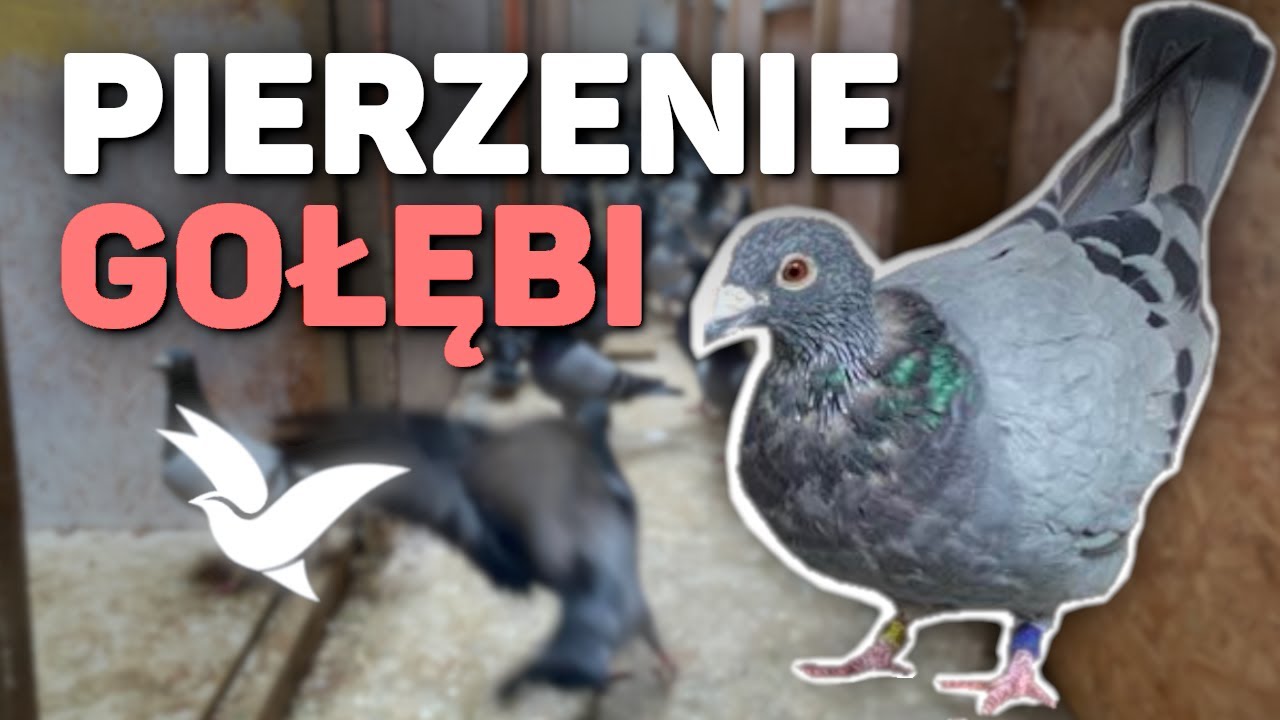 Pierzenie gołębi jak rozpocząć sezon lotowy 2025