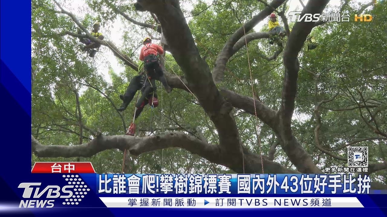 比誰會爬!攀樹錦標賽 國內外43位好手比拚｜TVBS新聞 @TVBSNEWS01