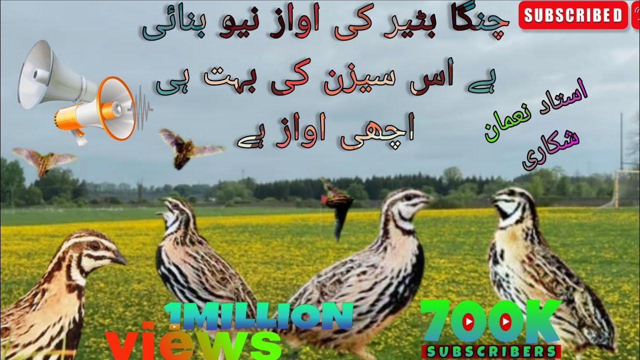 Quail ki awaz new banai hai aap shikari hazrat ke liye Chinga batter ki awaz.