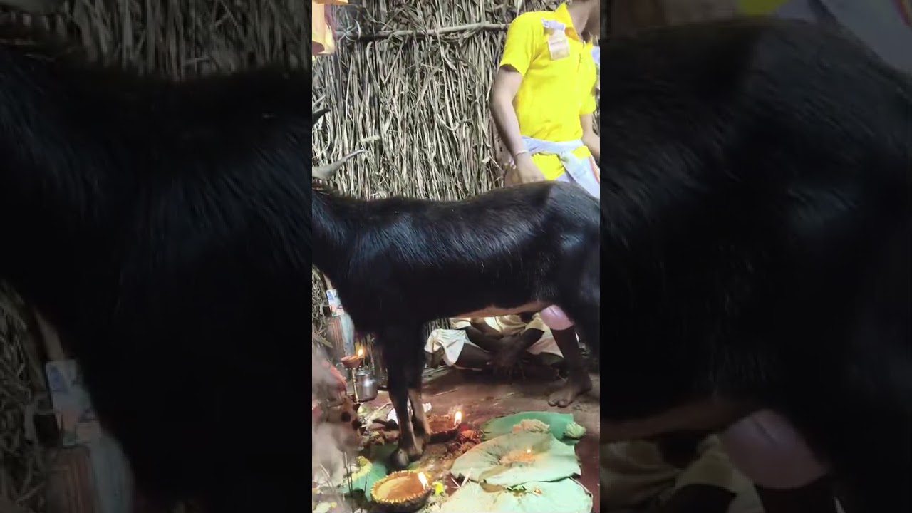 GANGAMMA TALLI SAMBARAM GOTTA GOLLA CHADUVU: MUTCHI GANGADHAR 