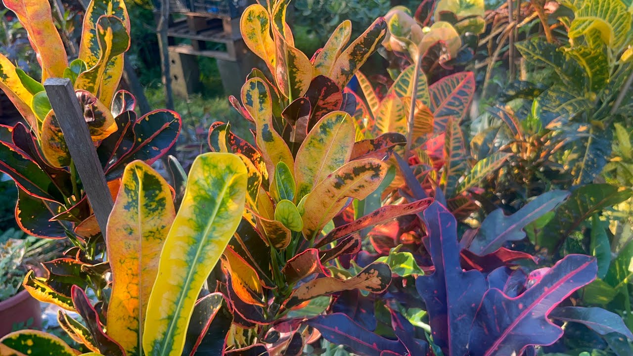 florestinha dos Crotons plantados em vasos depois de vários dias chovendo venham ver 👀￼