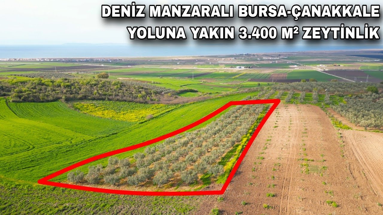 2059- DENİZ MANZARALI BURSA-ÇANAKKALE YOLUNA YAKIN 3.400 M² ZEYTİNLİK