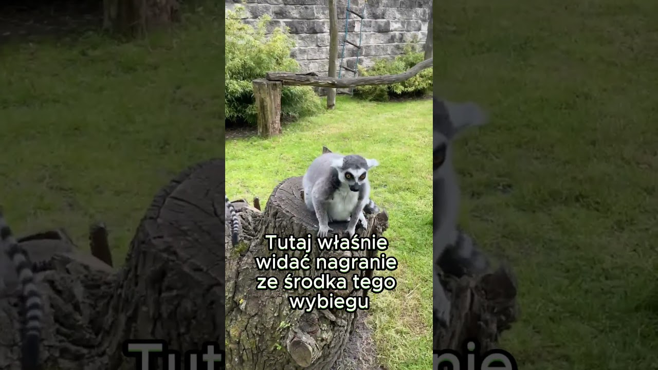 Lemur katta Zoo Chleby #czechia #lemur #czechy #czechrepublic #zoo