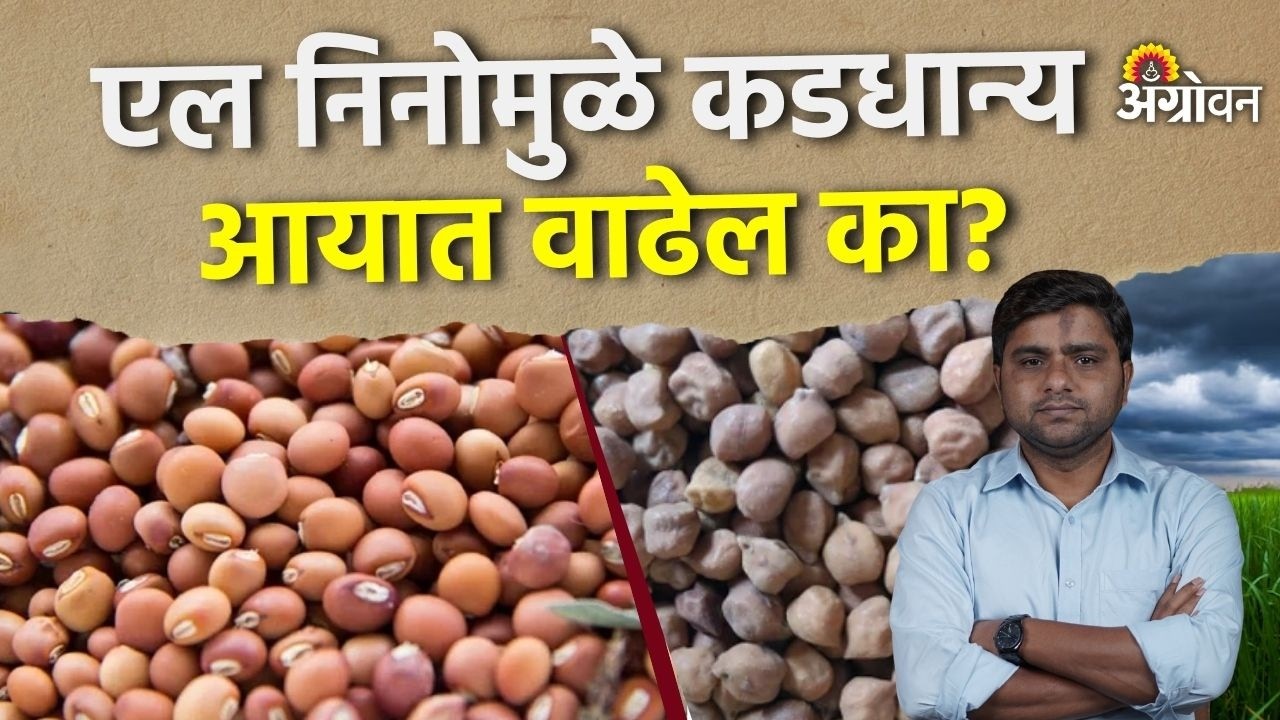Pulses Market : तूर, उडदाची सरकार हमीभावाने १०० टक्के खरेदी करणार | Agrowon