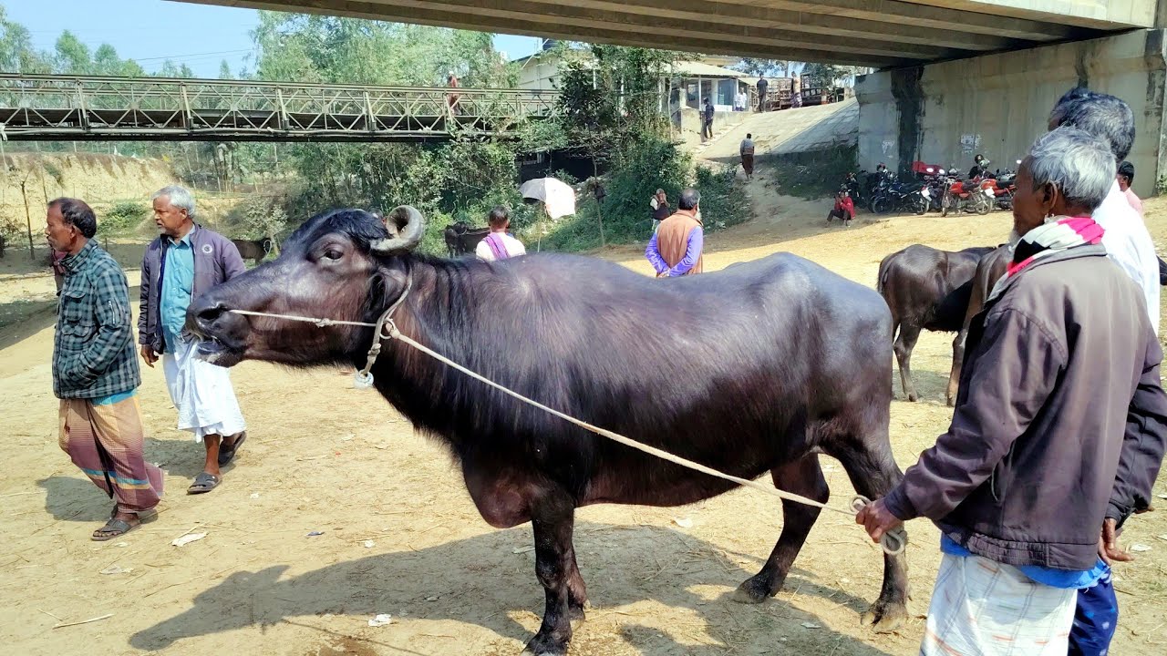 ১ লক্ষ ২১ হাজারে বিক্রি হলো একটি সুন্দর ষাঁড় মহিষ || BuffaloMarket 