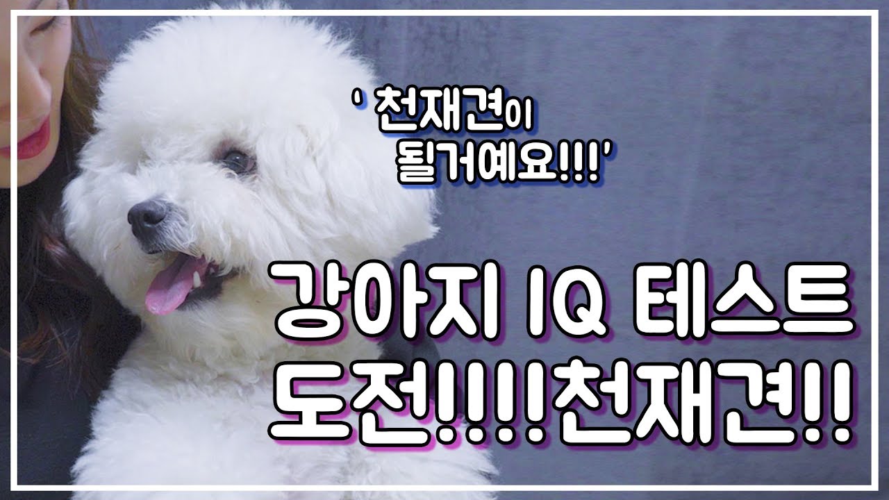 강아지 천재견 테스트 | 반려견  IQ테스트 | 똑똑한 강아지 | 비숑 | 푸들