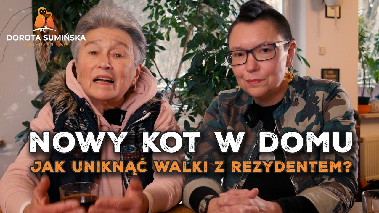 Nowy kot w domu: Jak uniknąć walki z rezydentem? [PORADNIK #46]