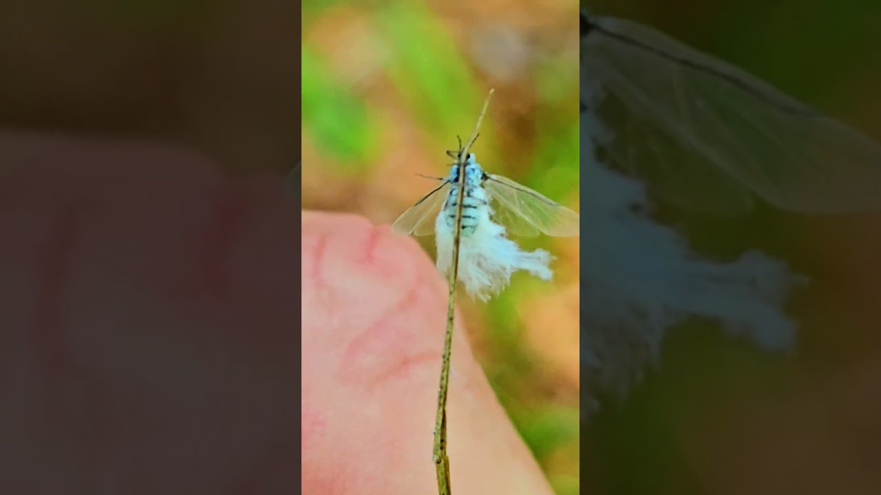 Asian woolly Hackberry aphid