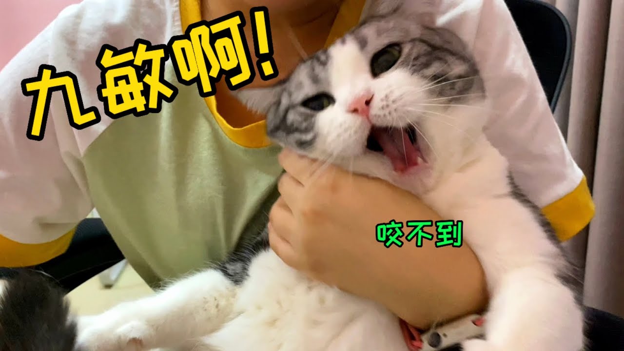 猫也会急眼？吸人猫被逮住后就是一顿狂亲！小胖喵都急出狗叫了..