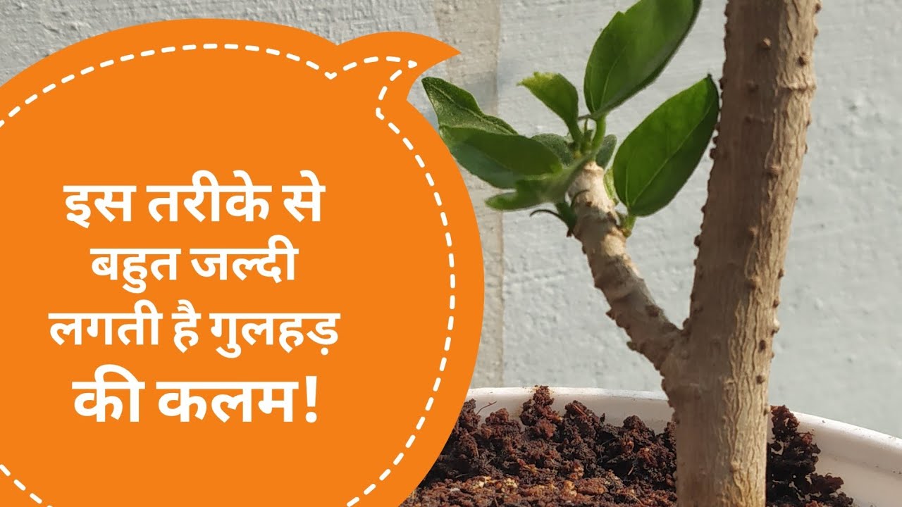 गुड़हल की कलम लगाने का आसान और सफल तरीका
gudhal ki cutting kaise
Grow Hibiscus plant from cutting
