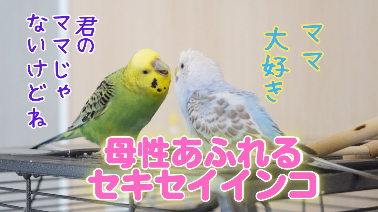 心優しいセキセイインコ