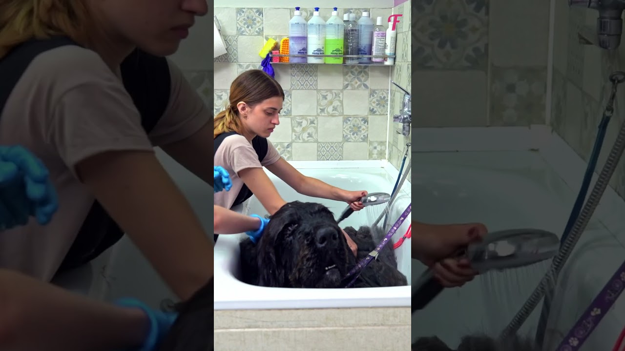The Incredible Transformation of a Giant Dog in a Grooming Salon #shorts