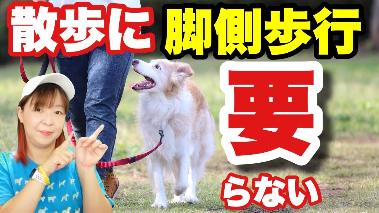 【犬 脚側歩行】ヒールポジション・ツケの本当の意義とは⁉　お散歩上級犬になるために　前編