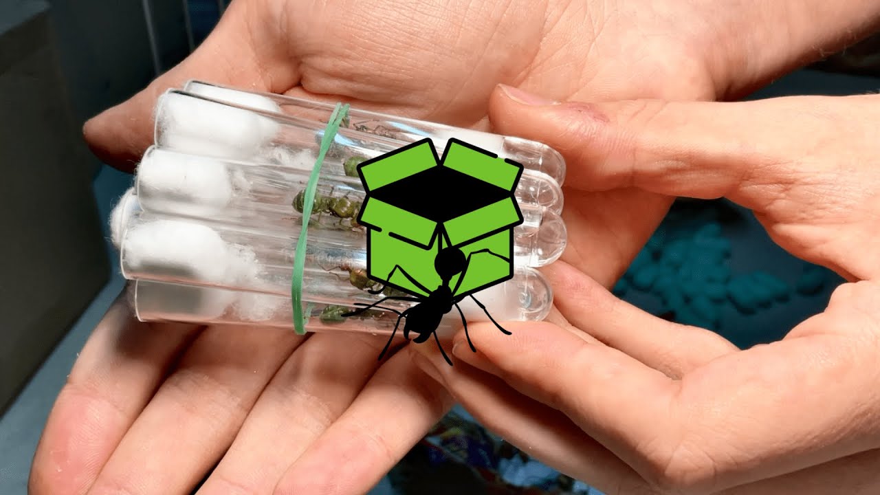 Wunderschöne, exotische Weberameisen auspacken! | Unboxing 3