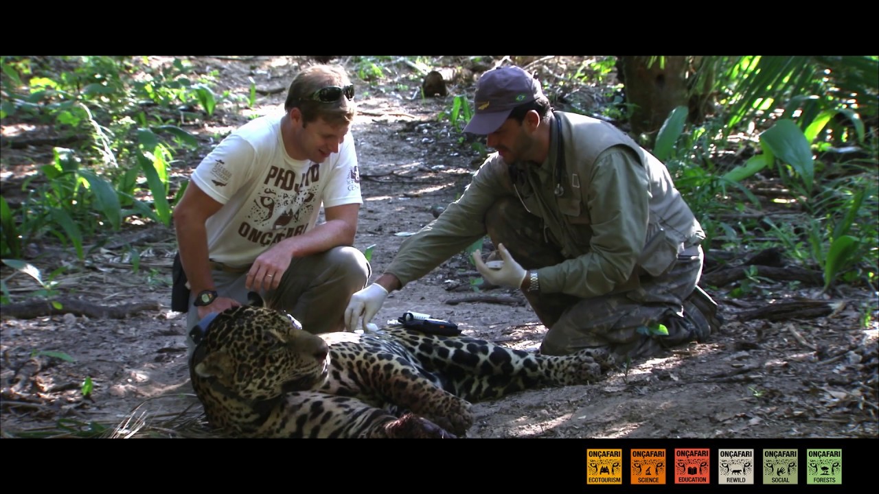 Do you know On&ccedil;afari?