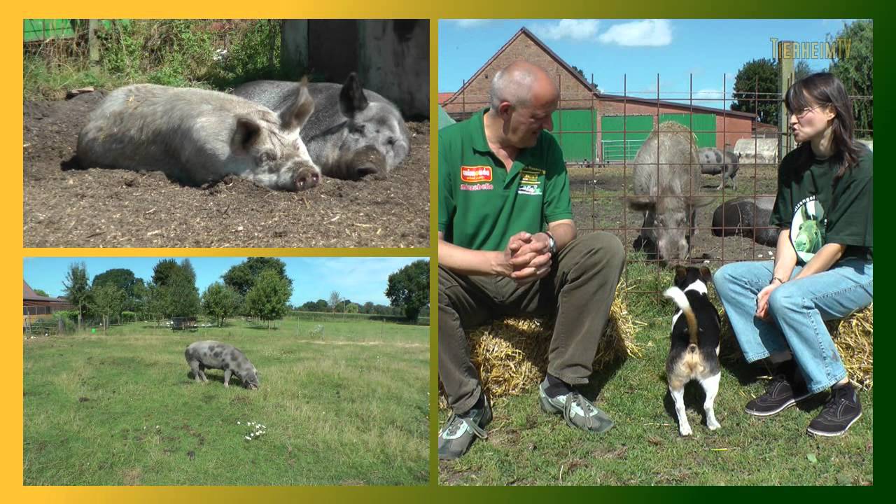Schutzengel für Tiere - TierheimTV unterwegs in NDS