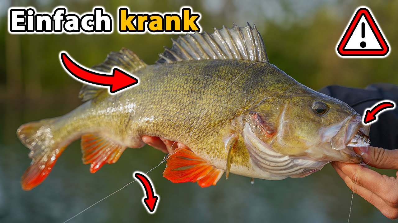 XXL Barschangeln mit K&ouml;derfisch | Damit haben wir nicht gerechnet