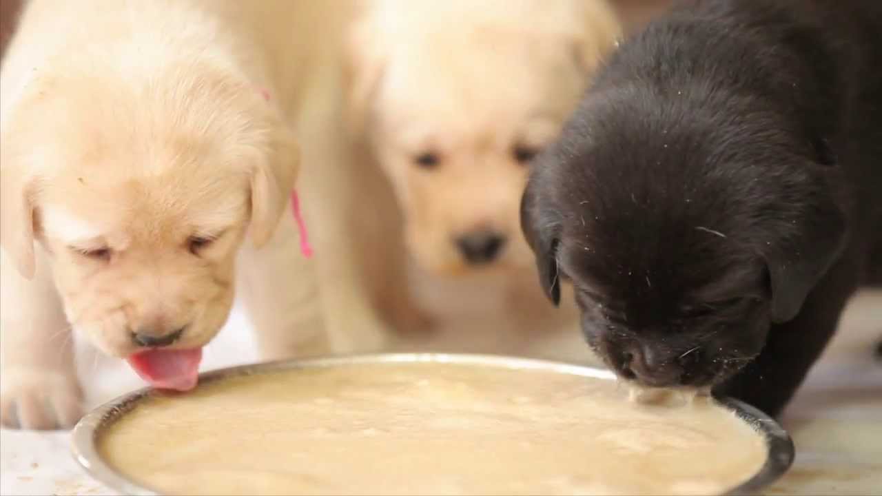 Made at Can Do Canines