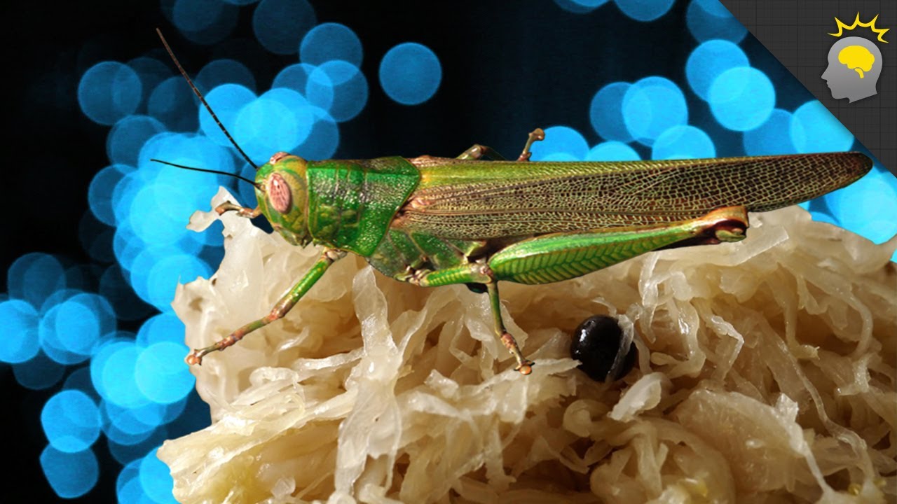 Bugs or Sauerkraut - Epic Science #19