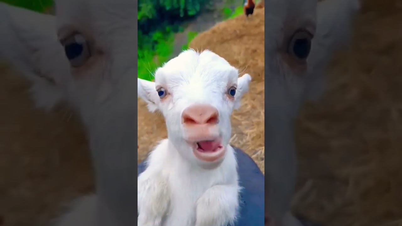 ماااعز مااااع👻🐐#cute#funny #shorts