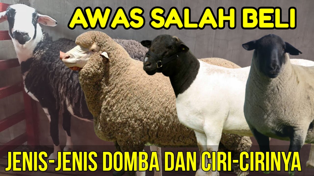JENIS-JENIS DOMBA DAN CIRI-CIRINYA PERBEDAAN DORPER F1, CROSS DORPER, TEXEL, KOMPOSIT DAN LOKAL