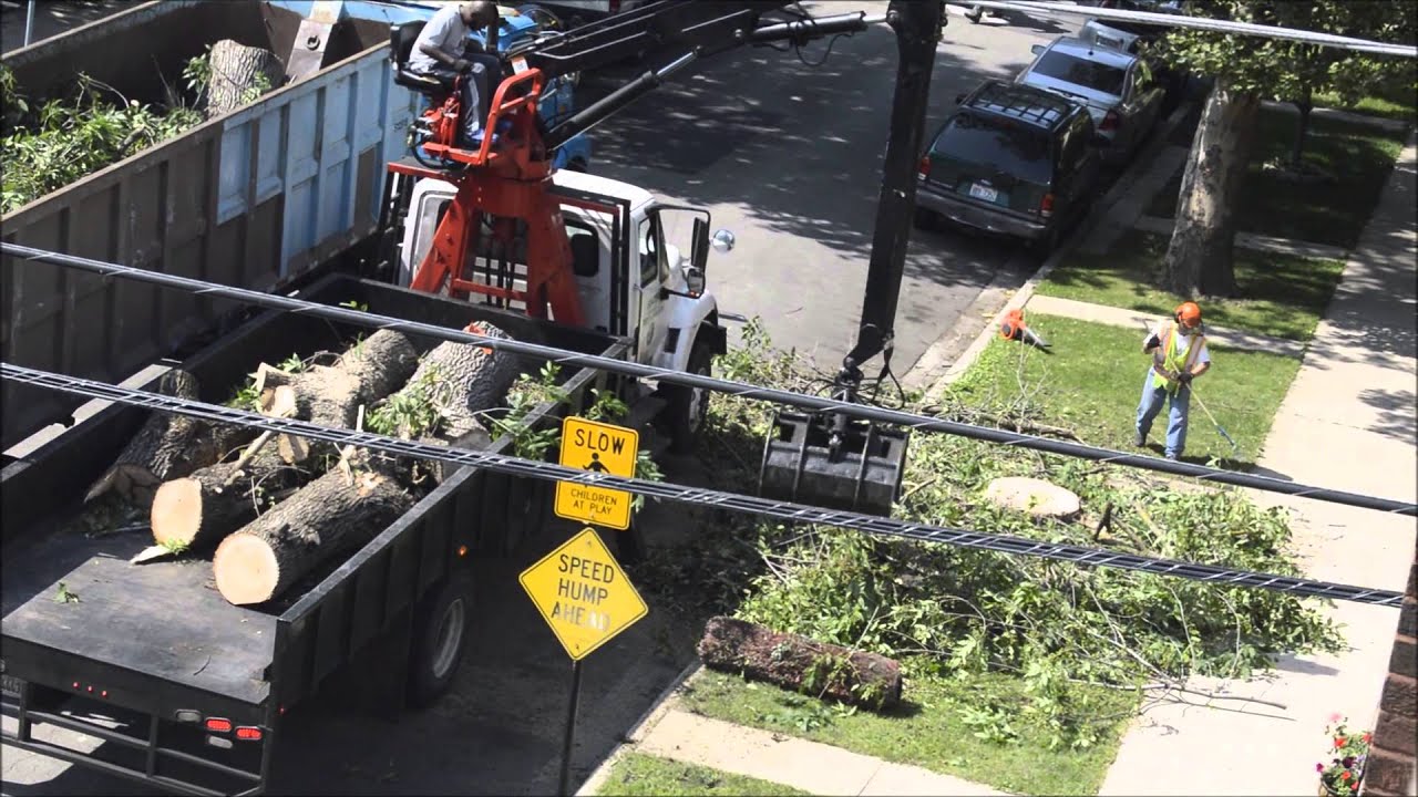 City of Chicago Tree Removal Action
