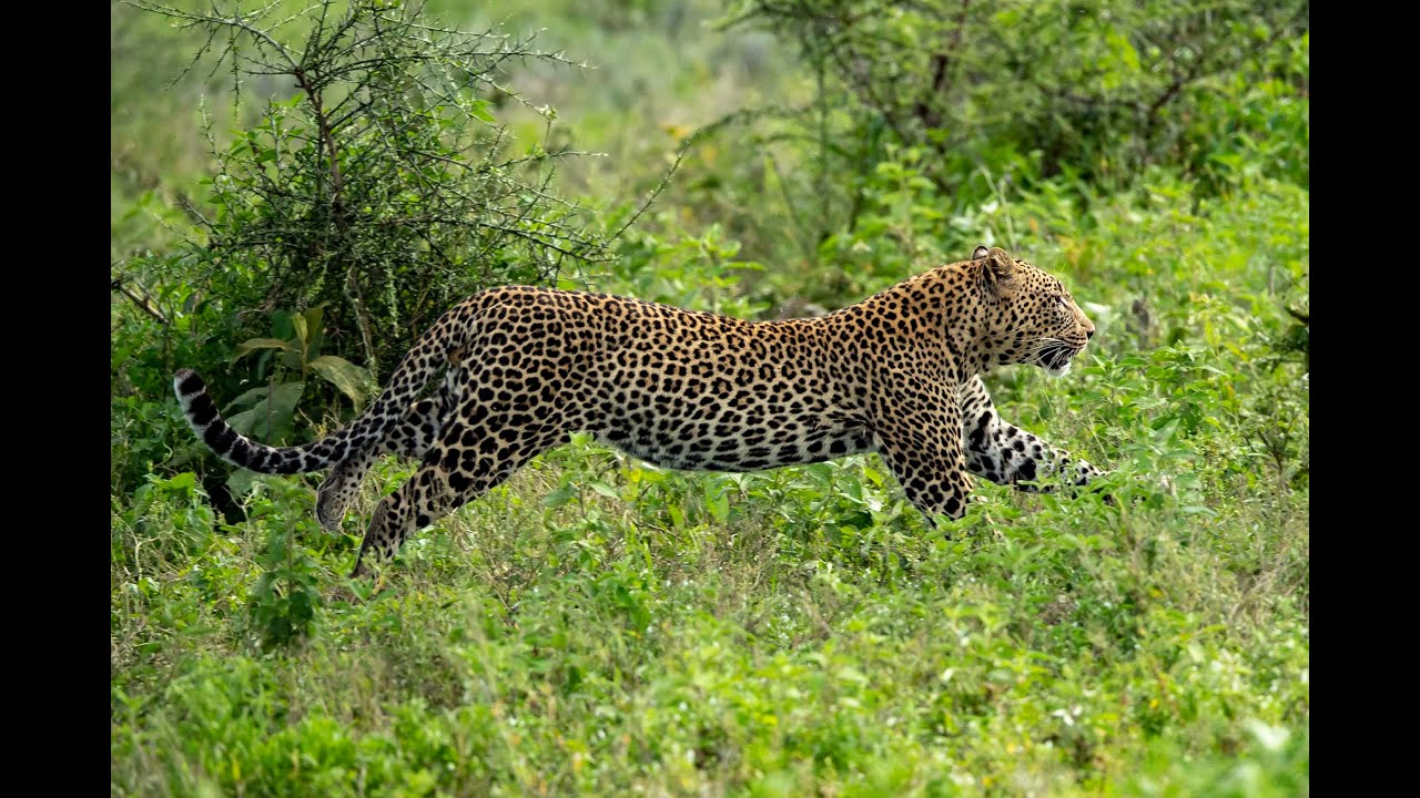 Serengeti Safari - Ndutu Series - Episode 6