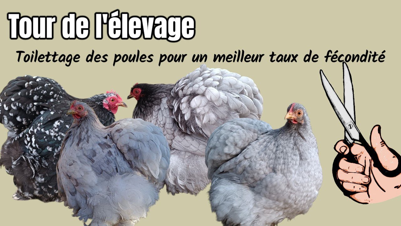 Tour de l'élevage et toilettage pour les poules avant repro 