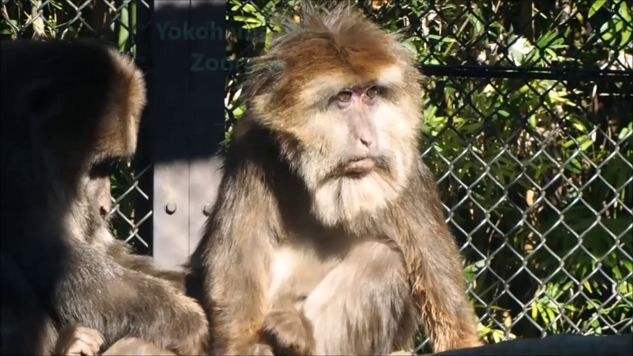 Tibetan Macaque/ Urine Therapy おしっこ飲むチベットモンキーさんズーラシア