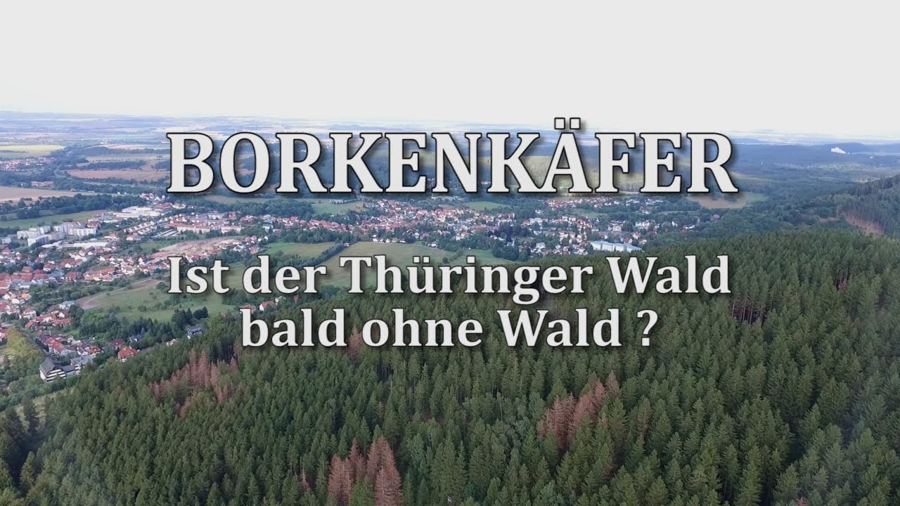 Borkenkäfer   Ist der Thüringer Wald bald ohne Wald