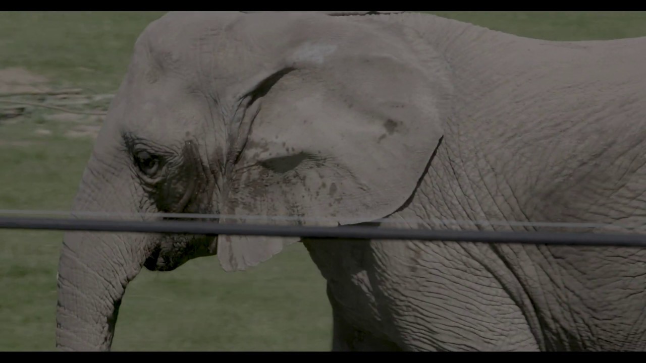 De sidste cirkuselefanter lukkes ud i Knuthenborg Safaripark.