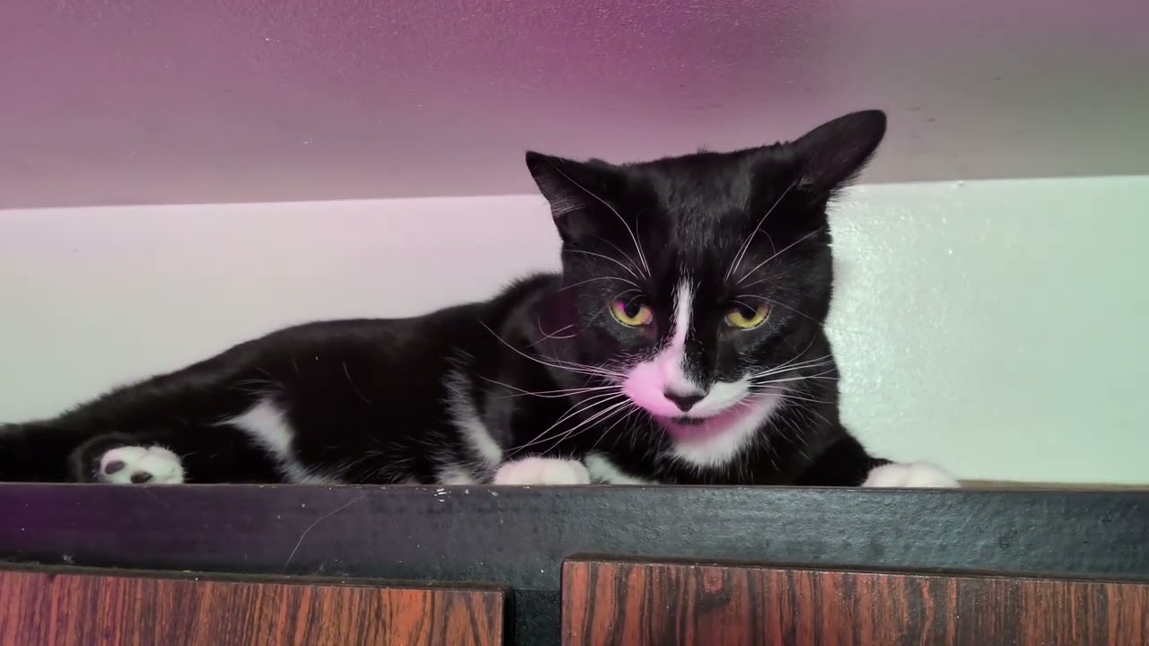 ᓚᘏᗢ Playful Adventurous Kitty on Kitchen Cabinets | Cute Tuxedo Cat Short